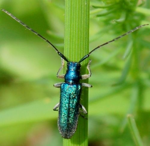 Guida al riconoscimento delle Agapanthia italiane